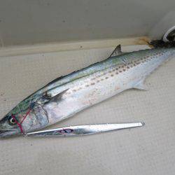 Chase(チェイス) 釣果