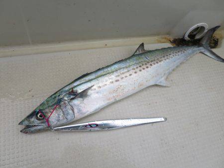 Chase(チェイス) 釣果