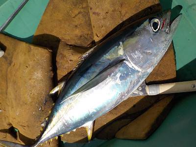 明日丸 釣果