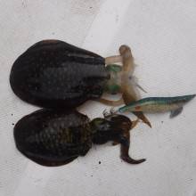 ＪＤＩ　Ｒａｃｉｎｇ　シールズマリンレジャ…