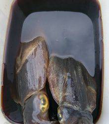 JDI Racing シールズマリンレジャー 釣果