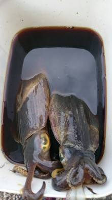 JDI Racing シールズマリンレジャー 釣果