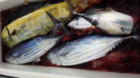 香織丸 釣果