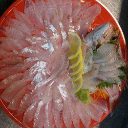 リトルワン 釣果