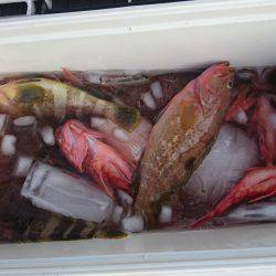 リトルワン 釣果