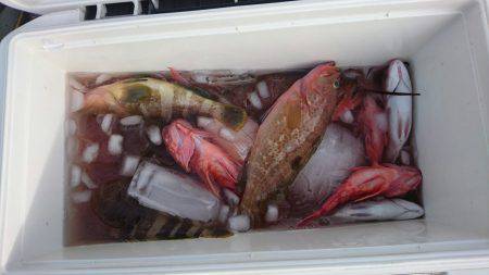 リトルワン 釣果