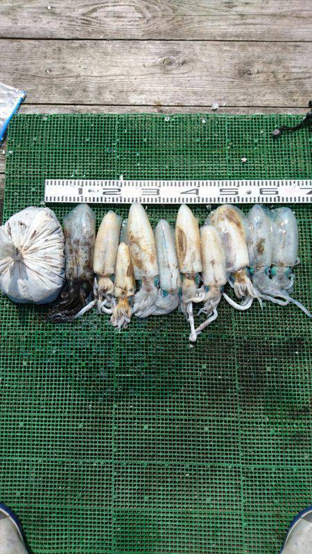 シードリーム 釣果