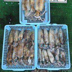 シードリーム 釣果