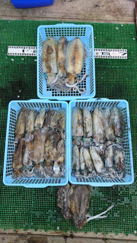 シードリーム 釣果