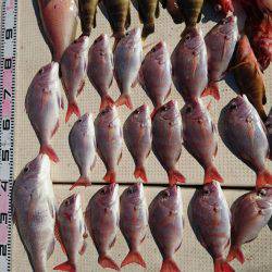 リトルワン 釣果