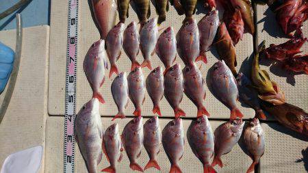 リトルワン 釣果