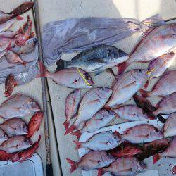 リトルワン 釣果