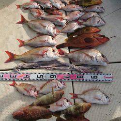 リトルワン 釣果