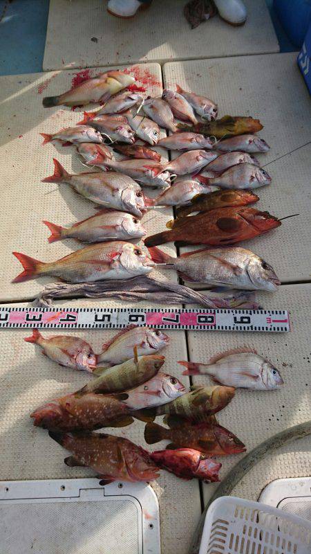 リトルワン 釣果