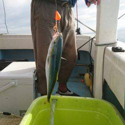 リトルワン 釣果