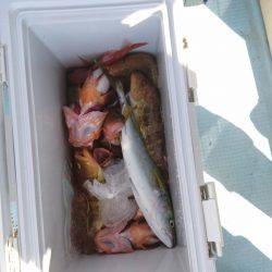 リトルワン 釣果