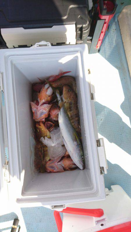 リトルワン 釣果