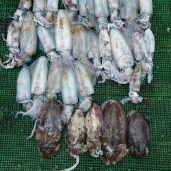 シードリーム 釣果