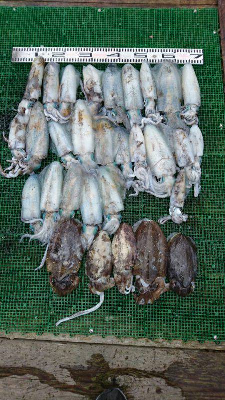 シードリーム 釣果