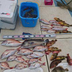 リトルワン 釣果