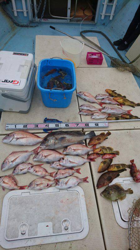 リトルワン 釣果