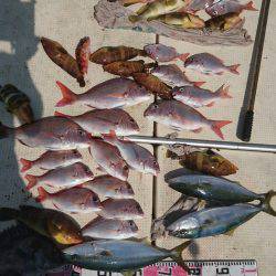 リトルワン 釣果