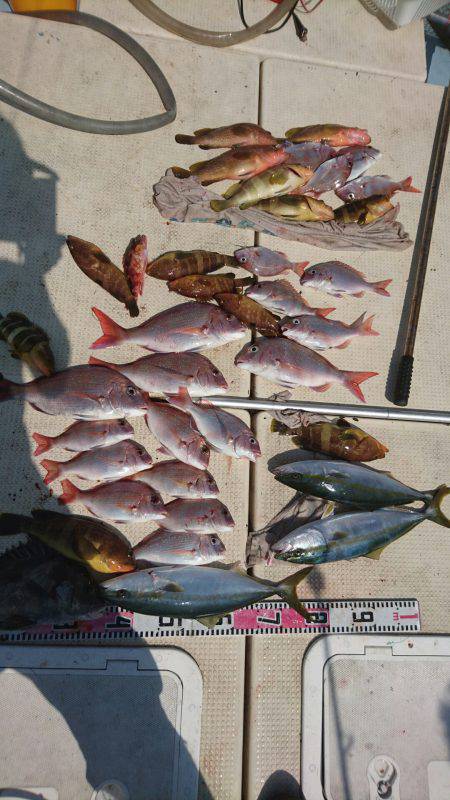 リトルワン 釣果