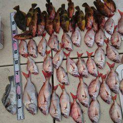 リトルワン 釣果