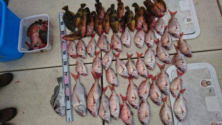 リトルワン 釣果