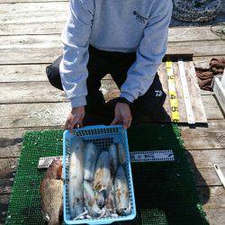 シードリーム 釣果