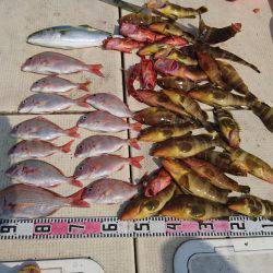 リトルワン 釣果