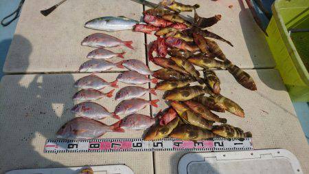 リトルワン 釣果