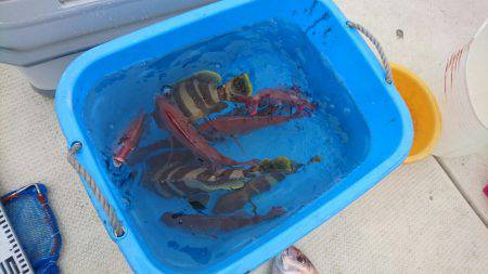 リトルワン 釣果