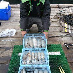 シードリーム 釣果