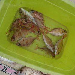 リトルワン 釣果