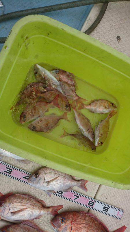 リトルワン 釣果