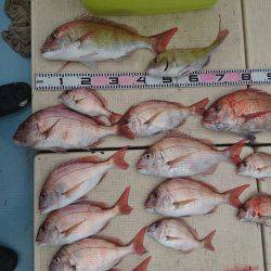 リトルワン 釣果