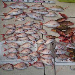 リトルワン 釣果