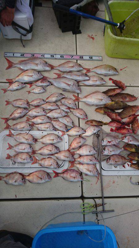 リトルワン 釣果