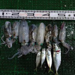 シードリーム 釣果