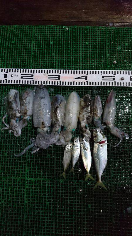 シードリーム 釣果