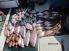 遊漁船 未紗奈 釣果