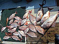 遊漁船 未紗奈 釣果