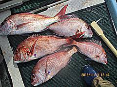 遊漁船 未紗奈 釣果