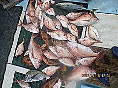 遊漁船 未紗奈 釣果