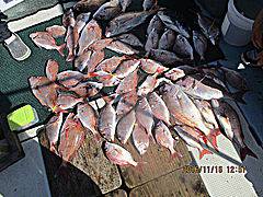 遊漁船 未紗奈 釣果