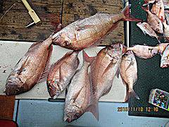 遊漁船 未紗奈 釣果