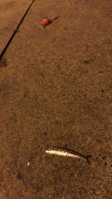 常夜灯リベンジ