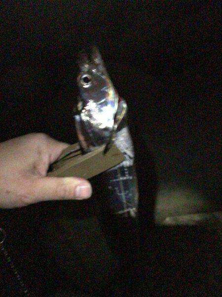 ミノータチウオ