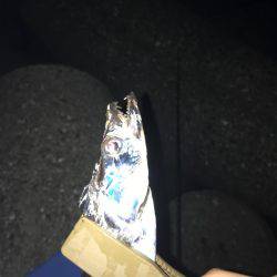 プラッキングタチウオ